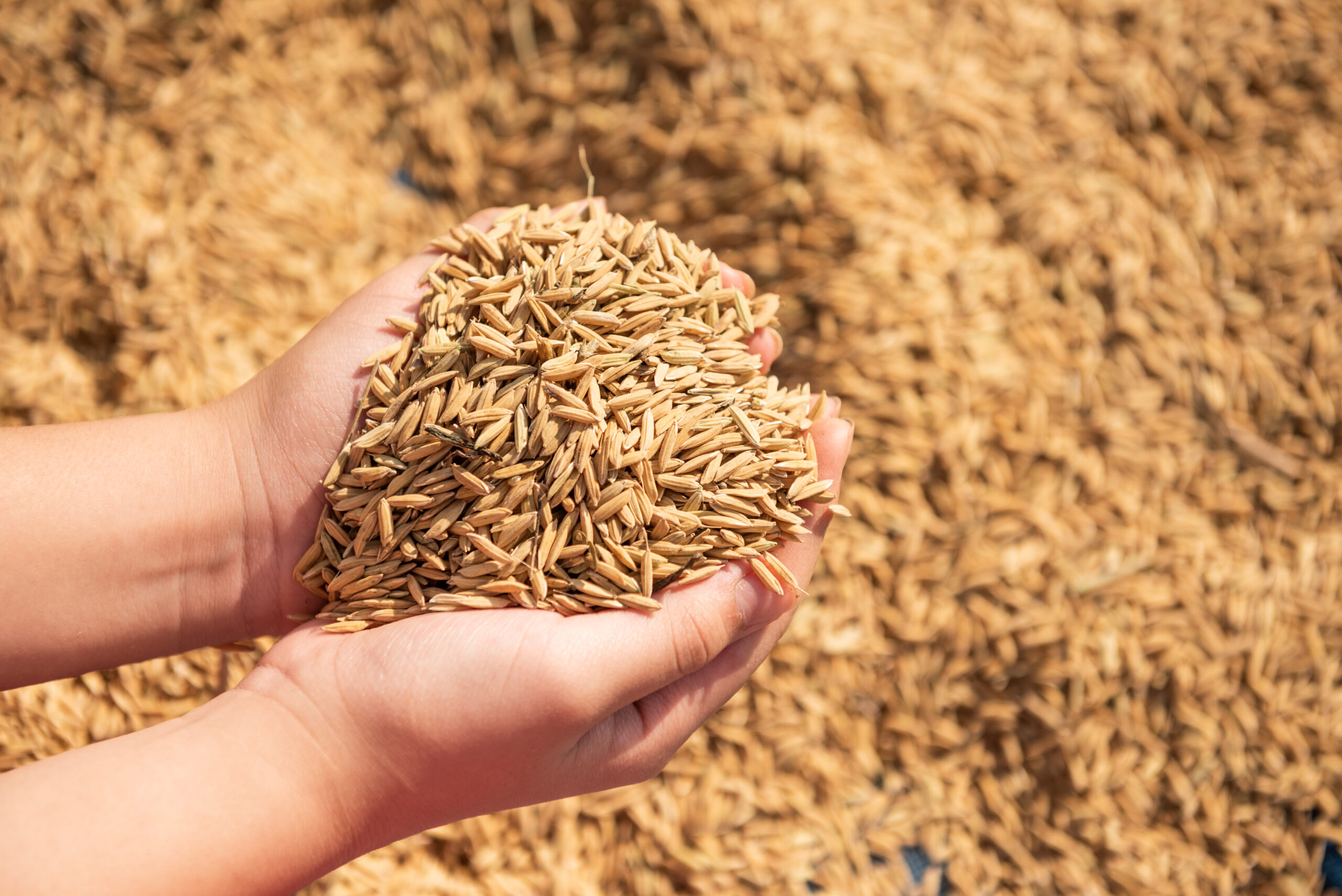 Paddy in harvest,The golden yellow paddy in hand, Farmer carryi